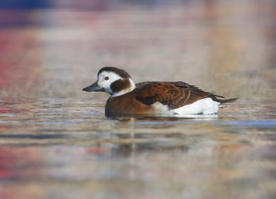 IJseend - Long-tailed Duck