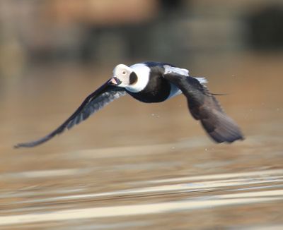 IJseend - Long-tailed Duck