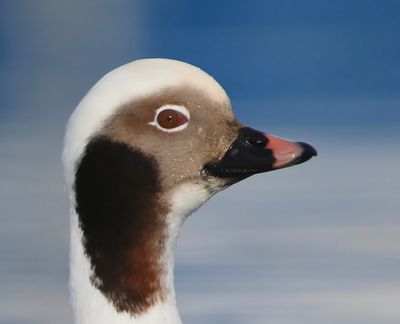 IJseend - Long-tailed Duck