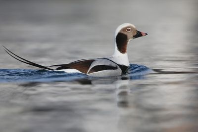 IJseend - Long-tailed Duck