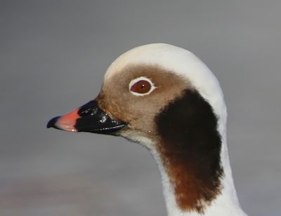 IJseend - Long-tailed Duck