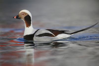 IJseend - Long-tailed Duck