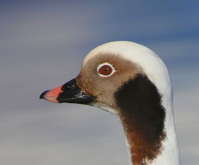 IJseend - Long-tailed Duck