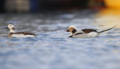 IJseenden - Long-tailed Ducks