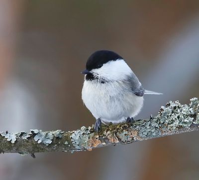 Matkop - Willow Tit