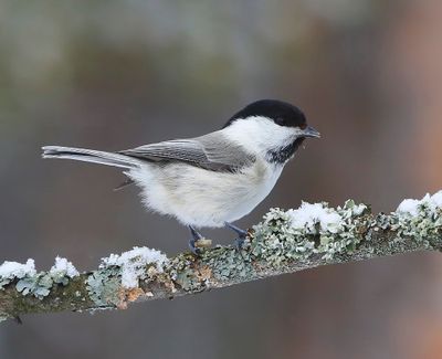 Matkop - Willow Tit