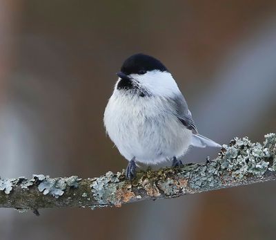 Matkop - Willow Tit