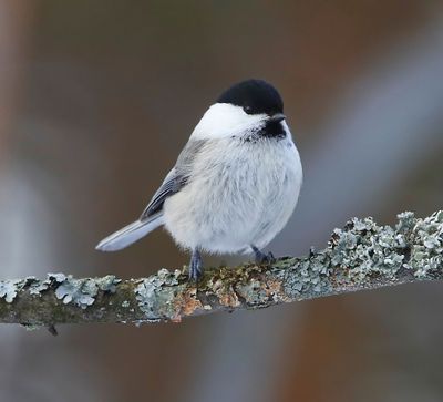 Matkop - Willow Tit