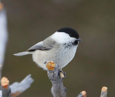 Matkop - Willow Tit