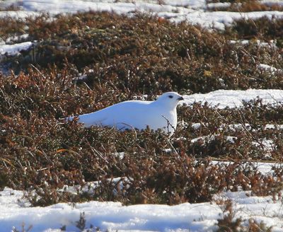 Moerassneeuwhoen - Willow Ptarmigan