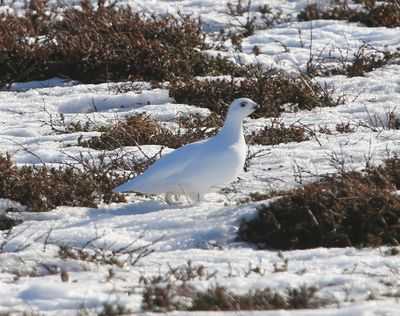 Moerassneeuwhoen - Willow Ptarmigan