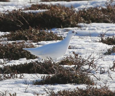 Moerassneeuwhoen - Willow Ptarmigan