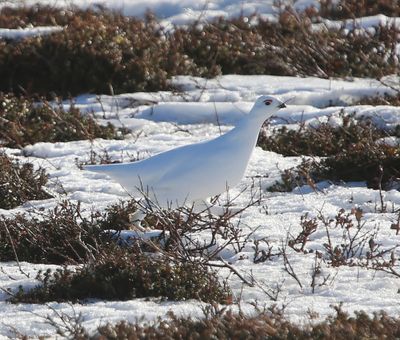 Moerassneeuwhoen - Willow Ptarmigan