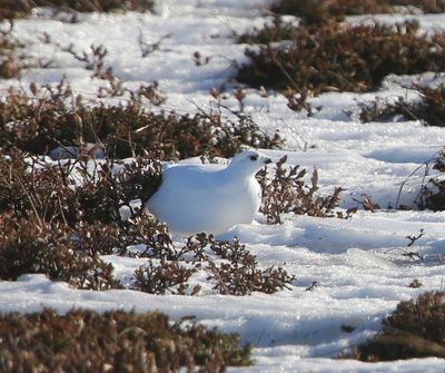 Moerassneeuwhoen - Willow Ptarmigan