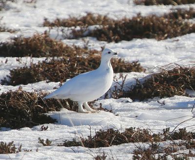 Moerassneeuwhoen - Willow Ptarmigan