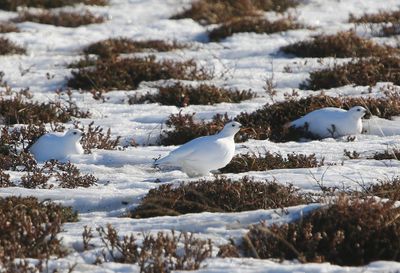 Moerassneeuwhoenen - Willow Ptarmigans