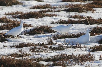 Moerassneeuwhoenen - Willow Ptarmigans
