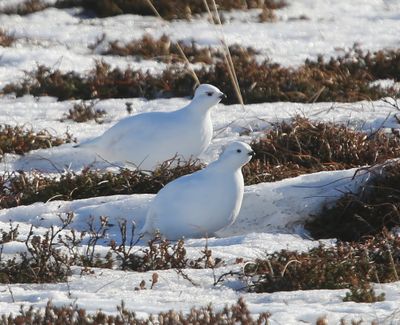 Moerassneeuwhoenen - Willow Ptarmigans