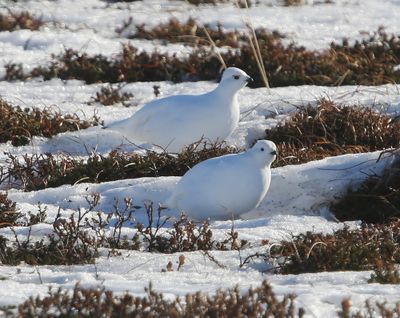 Moerassneeuwhoenen - Willow Ptarmigans