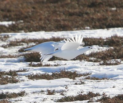 Moerassneeuwhoenen - Willow Ptarmigans
