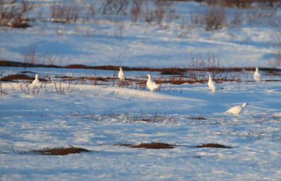 Moerassneeuwhoenen - Willow Ptarmigans
