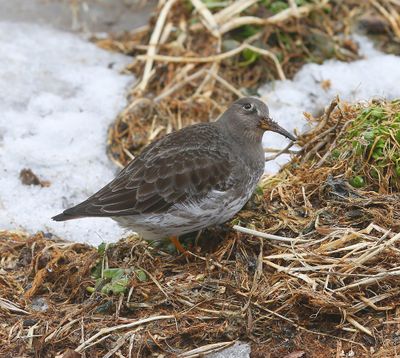 Paarse Starndloper - Purple Sandpiper