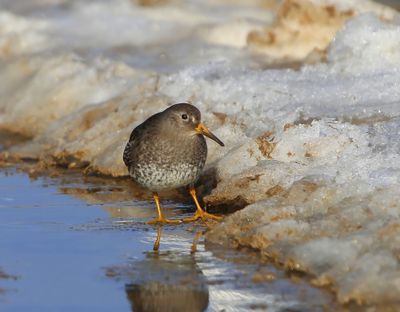 Paarse Starndloper - Purple Sandpiper