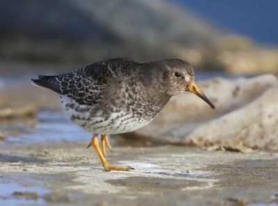 Paarse Starndloper - Purple Sandpiper