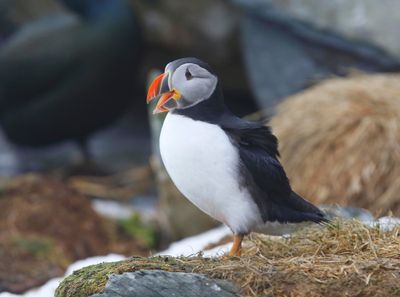 Papegaaiduiker - Atlantic Puffin