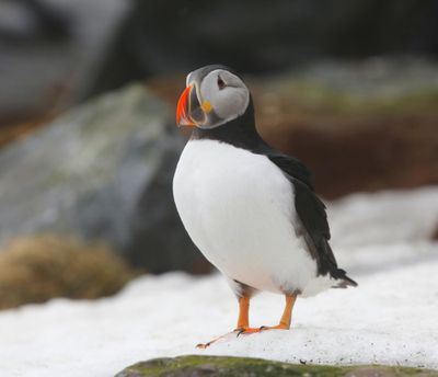 Papegaaiduiker - Atlantic Puffin