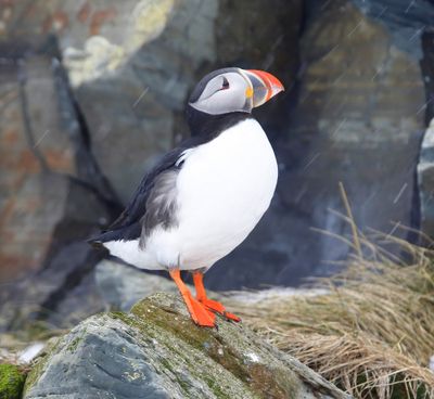 Papegaaiduiker - Atlantic Puffin