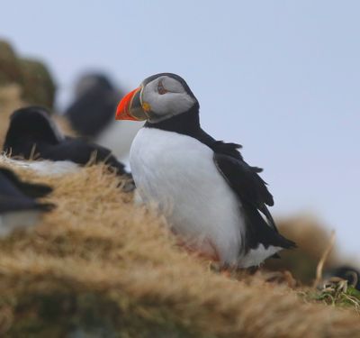 Papegaaiduiker - Atlantic Puffin