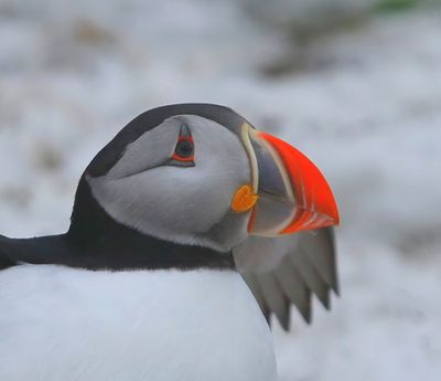 Papegaaiduiker - Atlantic Puffin