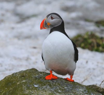 Papegaaiduiker - Atlantic Puffin
