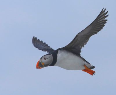 Papegaaiduiker - Atlantic Puffin
