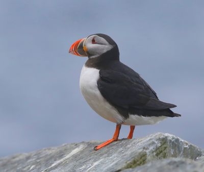 Papegaaiduiker - Atlantic Puffin