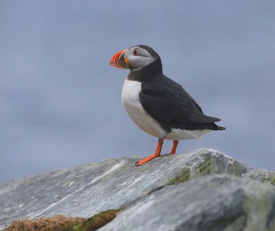 Papegaaiduiker - Atlantic Puffin