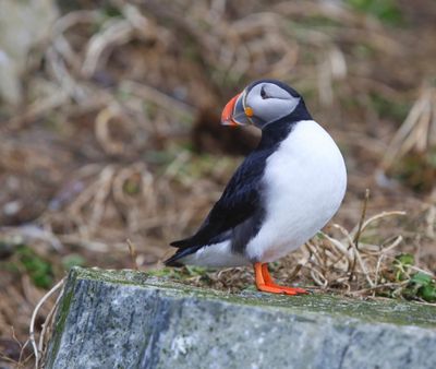 Papegaaiduiker - Atlantic Puffin