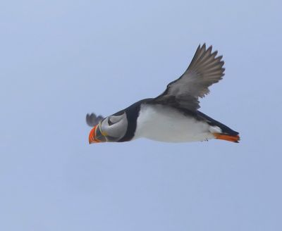 Papegaaiduiker - Atlantic Puffin