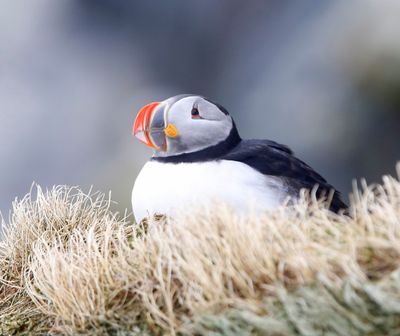 Papegaaiduiker - Atlantic Puffin