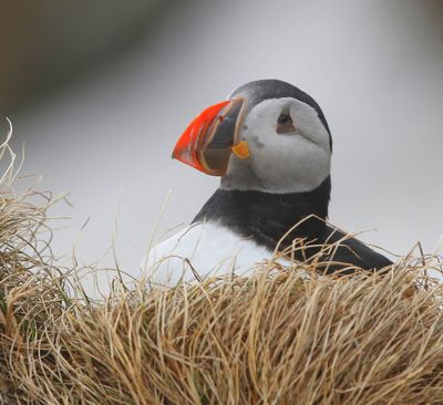 Papegaaiduiker - Atlantic Puffin
