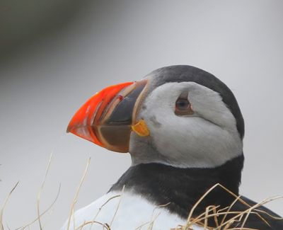 Papegaaiduiker - Atlantic Puffin