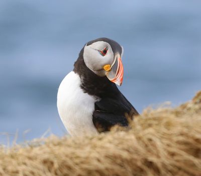 Papegaaiduiker - Atlantic Puffin