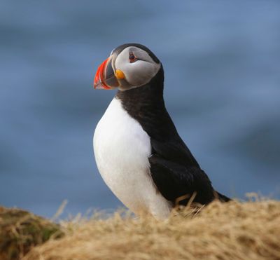 Papegaaiduiker - Atlantic Puffin