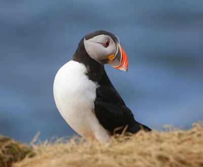 Papegaaiduiker - Atlantic Puffin