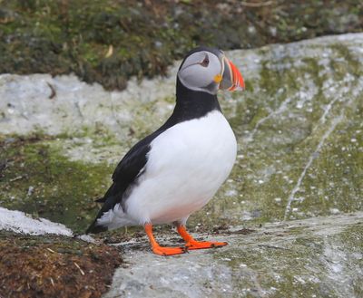 Papegaaiduiker - Atlantic Puffin