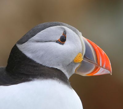 Papegaaiduiker - Atlantic Puffin