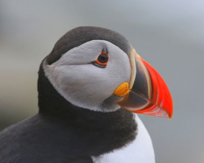 Papegaaiduiker - Atlantic Puffin