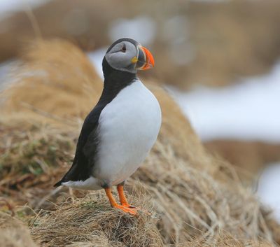 Papegaaiduiker - Atlantic Puffin
