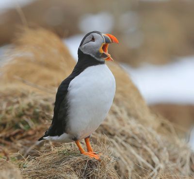 Papegaaiduiker - Atlantic Puffin